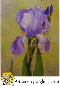 Violet Iris